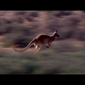 野生のカンガルーは１回のジャンプで何メートル移動しているのか？