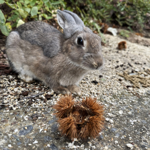 【広島への最高旅行】うさぎの聖地・大久野島に行ってみた→ 異変を見つけたかも