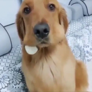 台所にあった2つのゆで卵が消えた！？隠しきれなかった犯人は・・・リアクションがかわいい愛犬！？