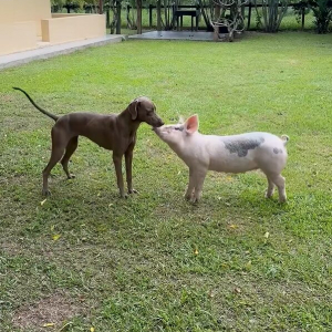顔を寄せ合ったり、おいかけっこをしてみたり・・。子犬とミニブタの仲良しな姿にほっこり！！【海外・動画】