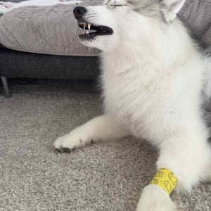 ハスキー犬に包帯を巻いてあげると・・！そのオーバーリアクションに「この世の終わりの顔」「直視できない重症感」