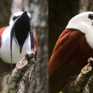 髭を生やした鳥が大きな口を開けて衝撃の発声？ヒゲドリ