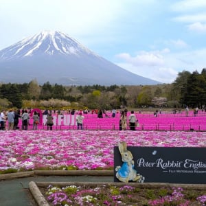 富士山と花に癒やされる。ピーターラビットの世界が広がる絶景スポット【山梨県・富士河口湖】