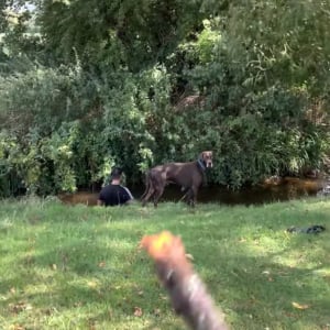 愛犬と遊ぼうと木の枝を川に投げたら・・。リードを握る男性に気付かずハプニングに！！【海外・動画】