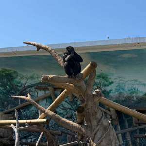 大阪の天王寺動物園　2026年7月1日から入園料が大人500円→800円に値上げ
