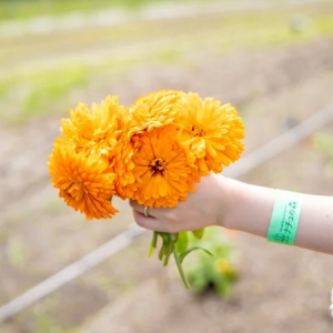 【北海道白老町】「ナチュの森」で「カレンデュラフェス」開催！カレンデュラの花摘みやクラフト体験も