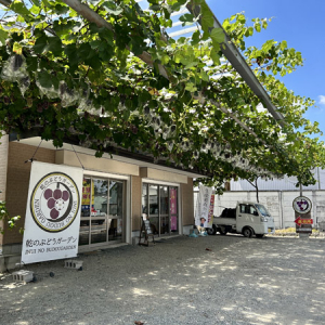 【大阪府柏原市】「試食しないと買えない」ぶどう直売所OPEN！自分の舌で味を確かめてから選ぶ