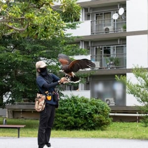 【鷹（タカ）で団地の害鳥対策?!】鳩やカラスを撃退、糞害やゴミ荒らしが激減！「鷹匠」の放鷹に密着してみた　神代団地（東京都調布市）