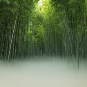 【栃木県宇都宮市】竹林で神秘的な“雲海”を体験。竹林観光施設「若竹の杜 若山農場」リニューアルオープン