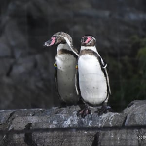 【東京都江戸川区】葛西臨海水族園で、子どもも大人も楽しめるイベント「水族園で夕涼み」開催！