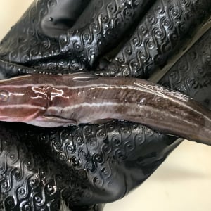「刺されると死ぬほど痛い」と評判の毒魚・ゴンズイは本当にそんなに痛いの？ 実際に刺されて確かめてみた