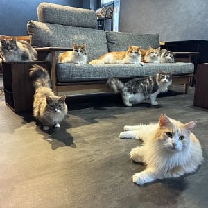 【京都府京田辺市】コワーキング×猫カフェ！0歳から入店可能な「京田辺の猫カフェNAP」正式オープン