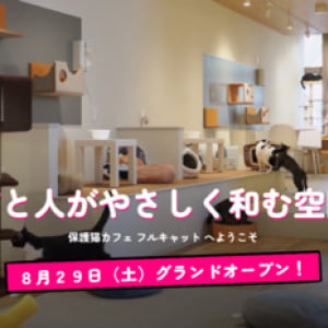 【宮城県仙台市】保護猫カフェ「フルキャット」オープン！人と猫が幸せに暮らせるまちづくりに貢献