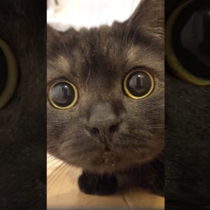 黒猫のちょっとした「癒し」をお届けする『ドアップ黒猫(あおみね&さつき)』を紹介！ チャンネルウォッチ 9/18号