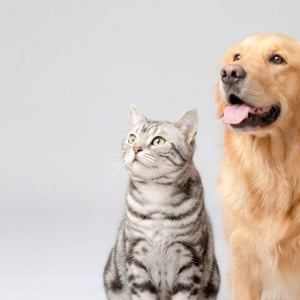 賃貸でのペット飼育トラブル！原状回復費用は「30万円～50万円未満」が最多