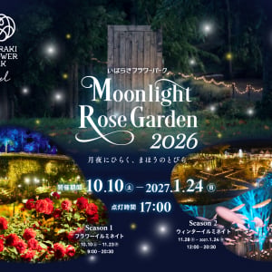 いばらきフラワーパーク、秋バラ800品種とマリーゴールド2万輪が輝く「Moonlight Rose Garden2026」が10月10日より開催！