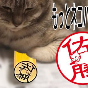 名前の上に座る猫が愛おしい「もっとネコハラ印鑑」正式発売！20品種の猫から選べる