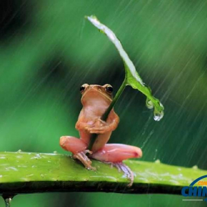 傘をさした蛙が発見される