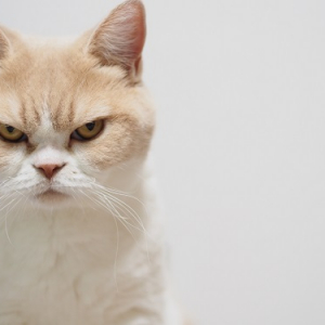 これでもゴキゲン！　話題の怒り顔の猫『小雪の怒ってなどいない!!』がついに書籍化
