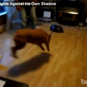 自分の影と戦うバカ犬の動画が面白すぎる！