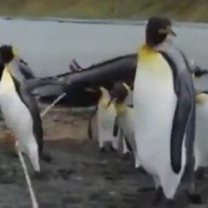 【動物動画】ペンギンがロープにひっかかって前に進めない!!　遊んでいるペンギンも？