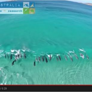 【動画】まるでサーフィンを楽しんでいるよう？　波乗りイルカの集団