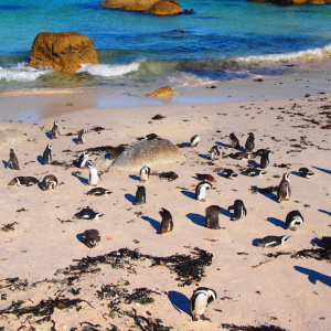 野生のペンギンと一緒に泳げるビーチに行ってみた！