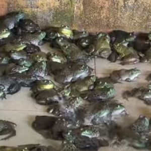 戦慄！１５０００匹の食用ウシガエルを養殖している施設！