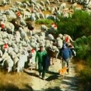 現在フランスの山奥で２万頭を越える羊たちが移牧中！