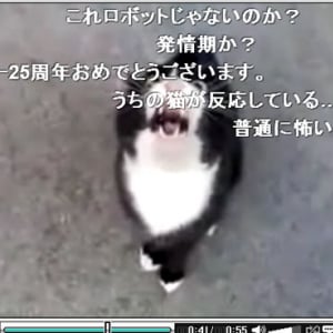 羽海野チカ先生も「たまらん！」怒ったネコがネコ語で話しかける動画が人気に