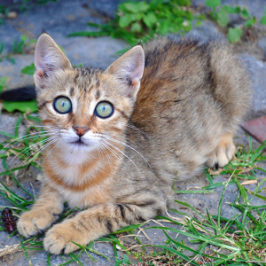 トルコの古都イスタンブールで猫の写真を撮りまくろう！