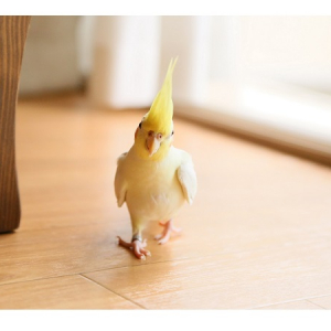 かわいすぎる！話題のオカメインコ“オザ兵長”が初写真集「インコです。」刊行!!