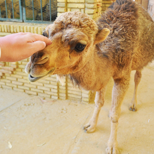 ラクダの赤ちゃんに触り放題の動物園がチュニジアにあった！