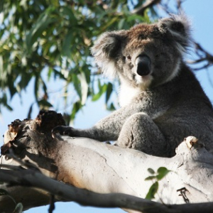 野生のコアラってそんなにいるの？　オーストラリアで“野生のコアラウォッチング”　いたのはコアラだけじゃなかった