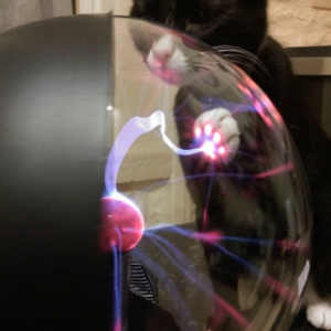 【画像】ネコがプラズマボールに触ったら……肉球ビームを放った！