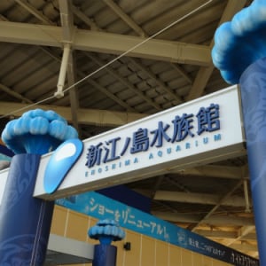 【驚愕】『新江ノ島水族館』リニューアル10周年がすごすぎる！　”ナイトアクアリウム”に”ウミガメの浜辺”まであるぞ