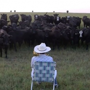 地平線の向こうから牛の大群を召喚するおじさん