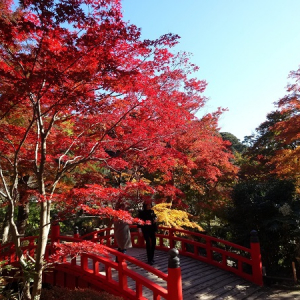 紅葉シーズンはまだまだ終わらない！静岡県東部で“もみじまつり”開催！