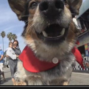 【動画】キックボードを乗りこなすクールな天才犬が凄い！　でも恋愛には奥手な草食系だった？