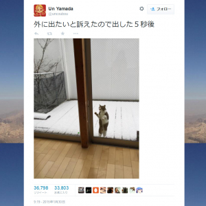 雪の日に猫ちゃんが「外に出たいと訴えたので出した５秒後」　画像つきツイートが話題に