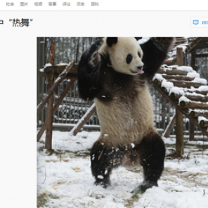 【画像】雪に大はしゃぎするパンダがオッサンぽいと話題に