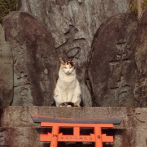 完全に猫神様！神社に鎮座する荘厳なる猫ちゃんたちの神々しさよ！