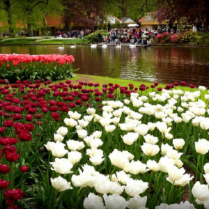 春限定公開の花の公園、オランダのキューケンホフに行ってみた