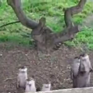 【動物動画】ジャンピングカワウソ