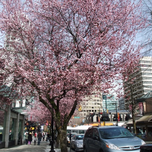 今年は海外でお花見!?「日本人が一度は訪れるべき、世界の桜の名所5選」