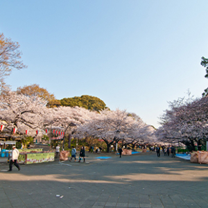 桜と音楽のハーモニー！上野公園で音楽祭始まる