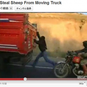 高速で走るトラックから羊を盗むドロボー