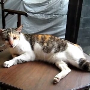 【動物動画】背中をかいてもらうと舌をペロペロする猫