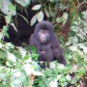 【動物動画】ドラミングを失敗する子ゴリラ