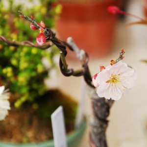 部屋にいてもお花見できちゃう「桜盆栽」育ててみる？